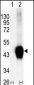 BCKDK Antibody (C-term T340)